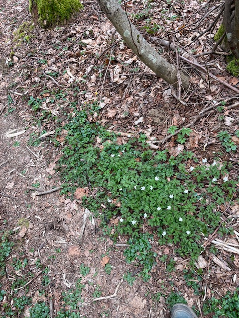 Samedi 28 février 2026 VILLETTE DE VIENNE