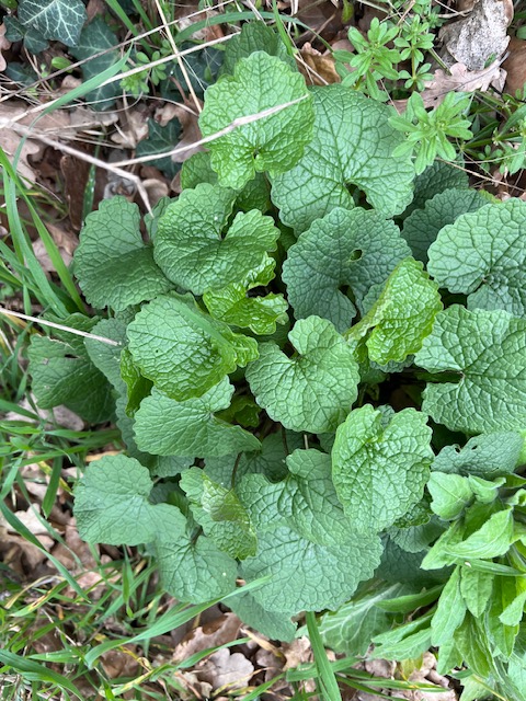 Samedi 28 février 2026 VILLETTE DE VIENNE