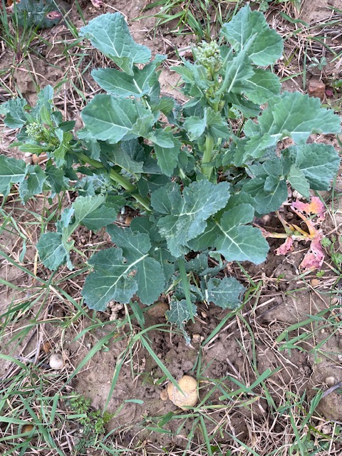 Samedi 28 février 2026 VILLETTE DE VIENNE