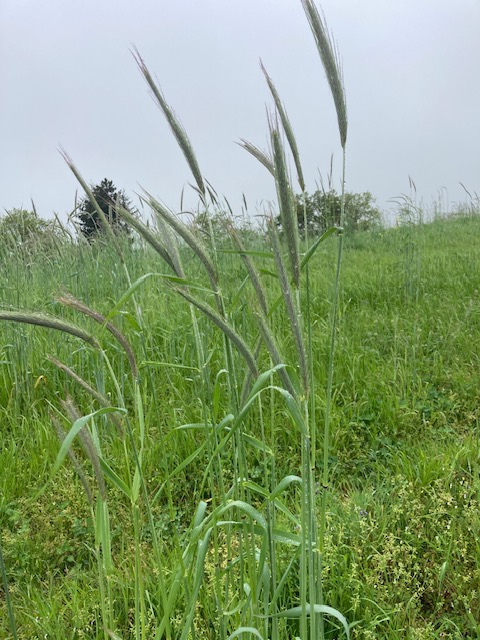 2023 05 13 Duerne