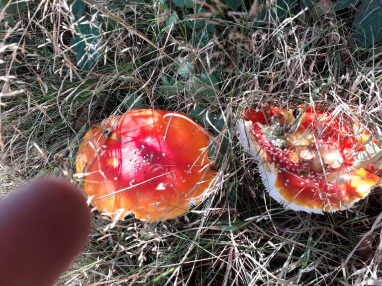 Samedi 27 septembre 2025 Salvaris